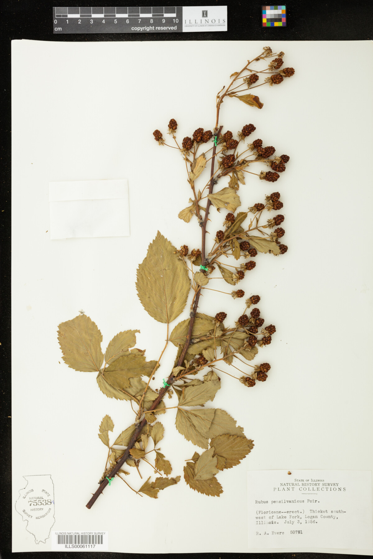 Rubus pensilvanicus image