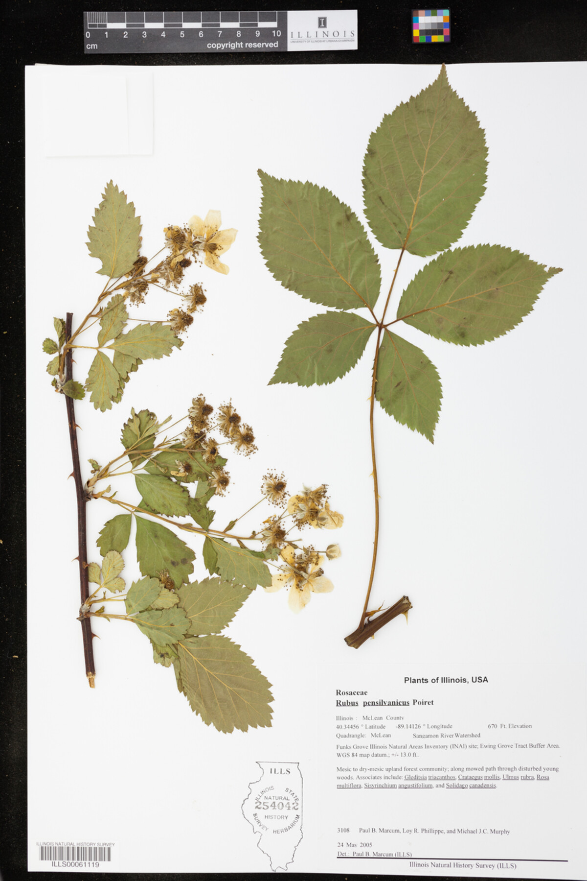 Rubus pensylvanicus image