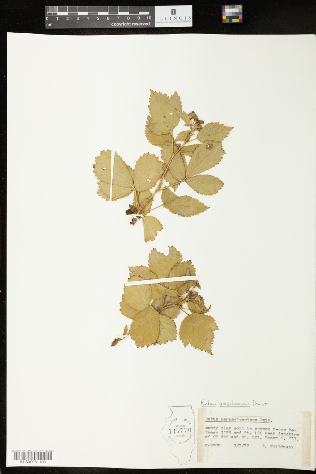 Rubus pensylvanicus image