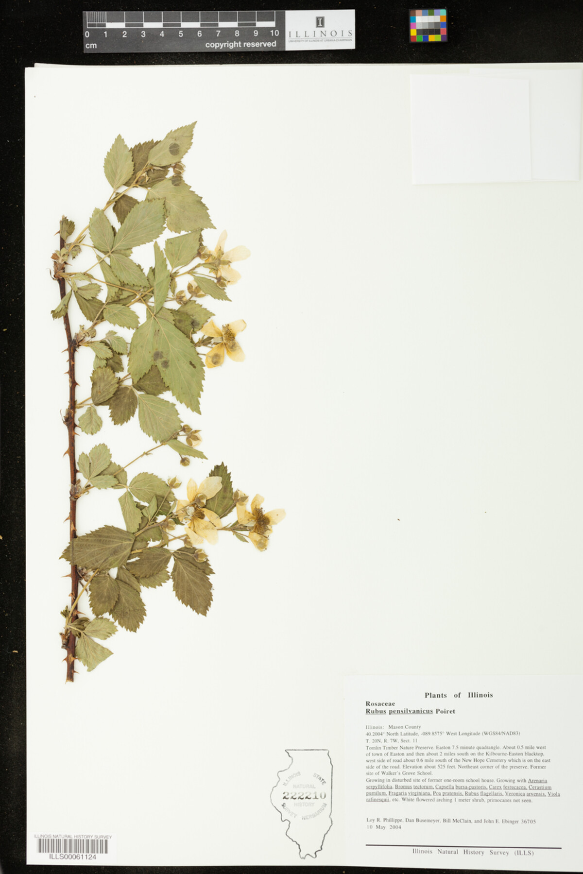 Rubus pensilvanicus image