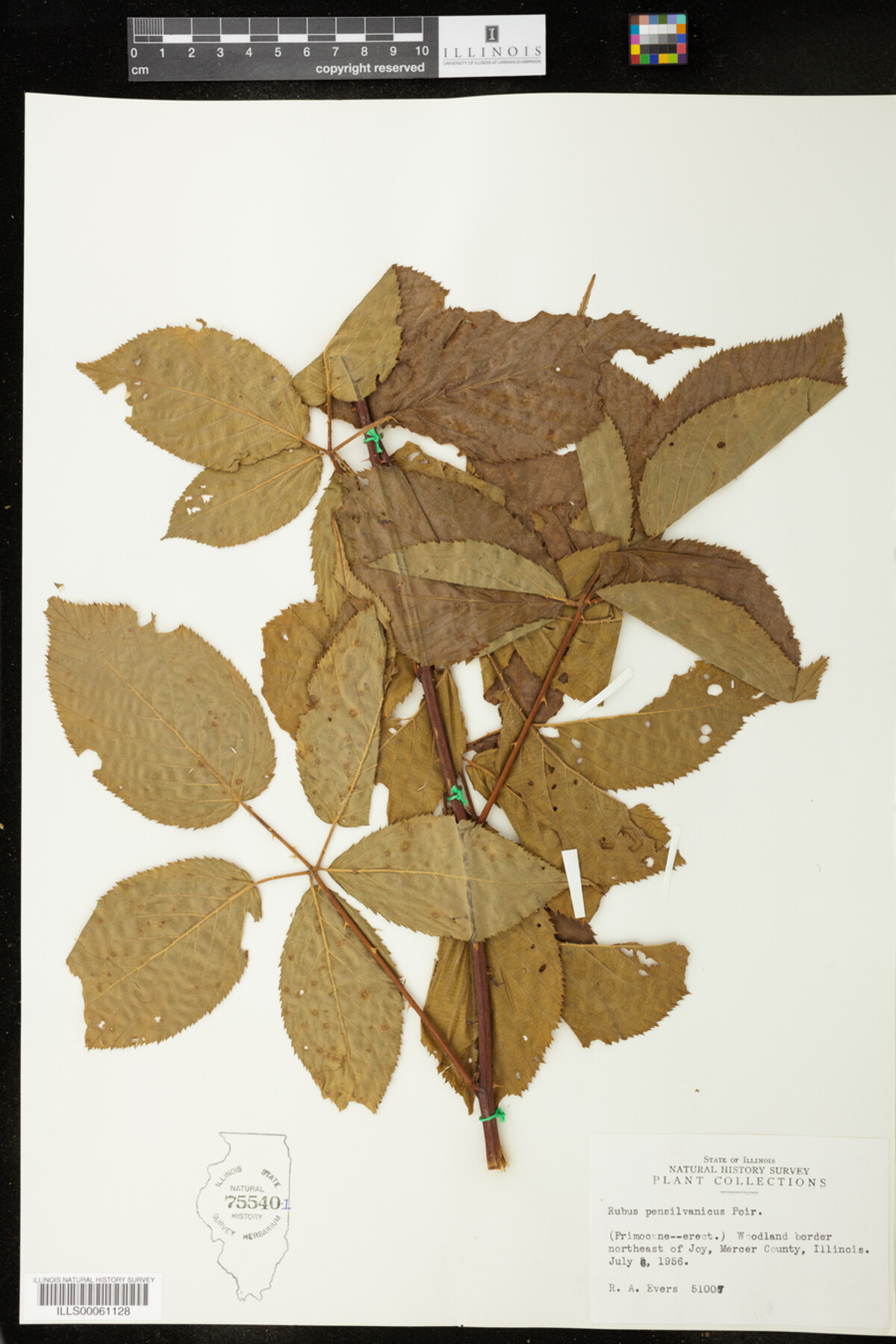 Rubus pensylvanicus image
