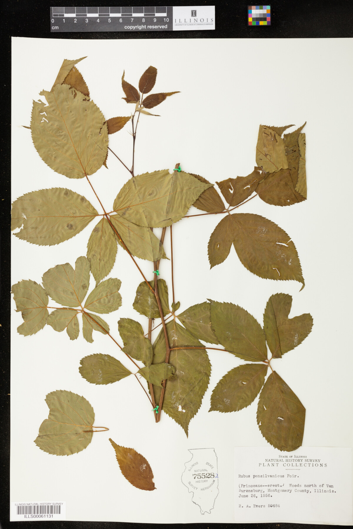 Rubus pensylvanicus image