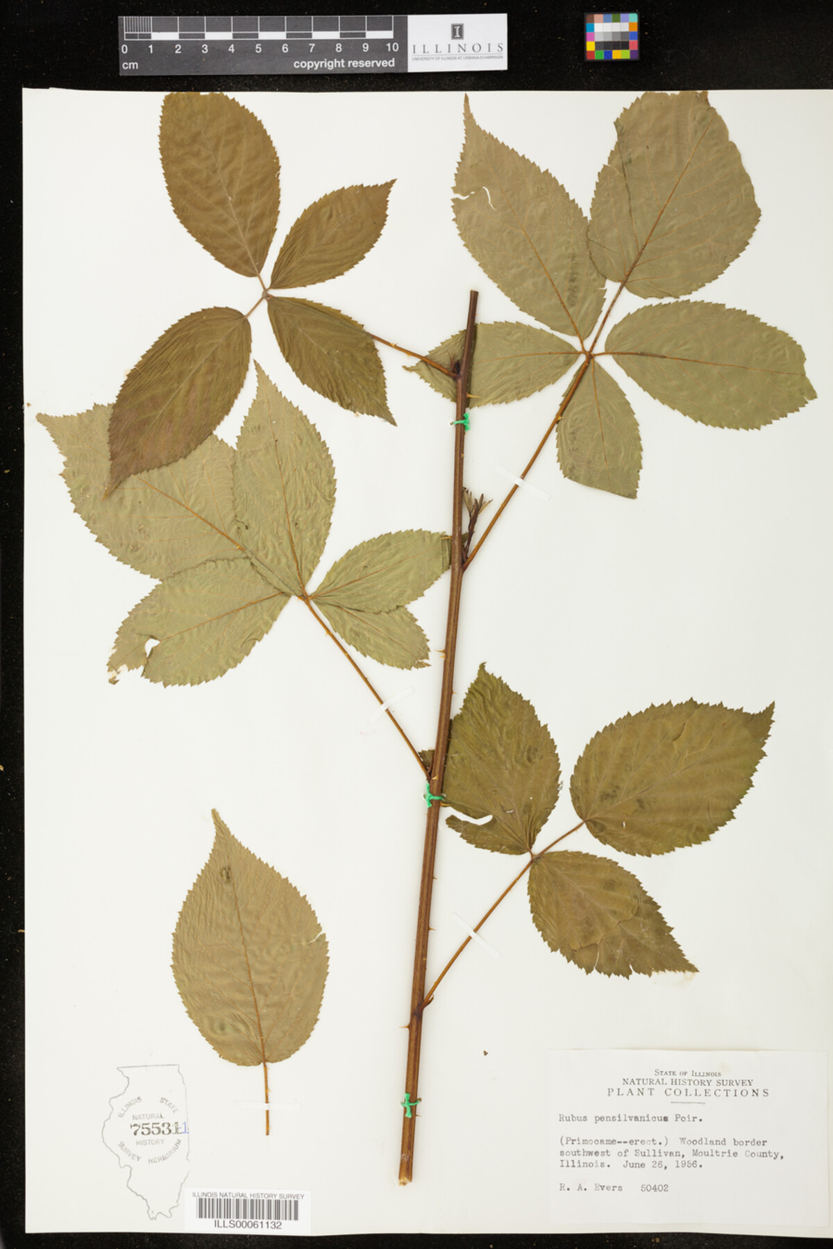 Rubus pensylvanicus image