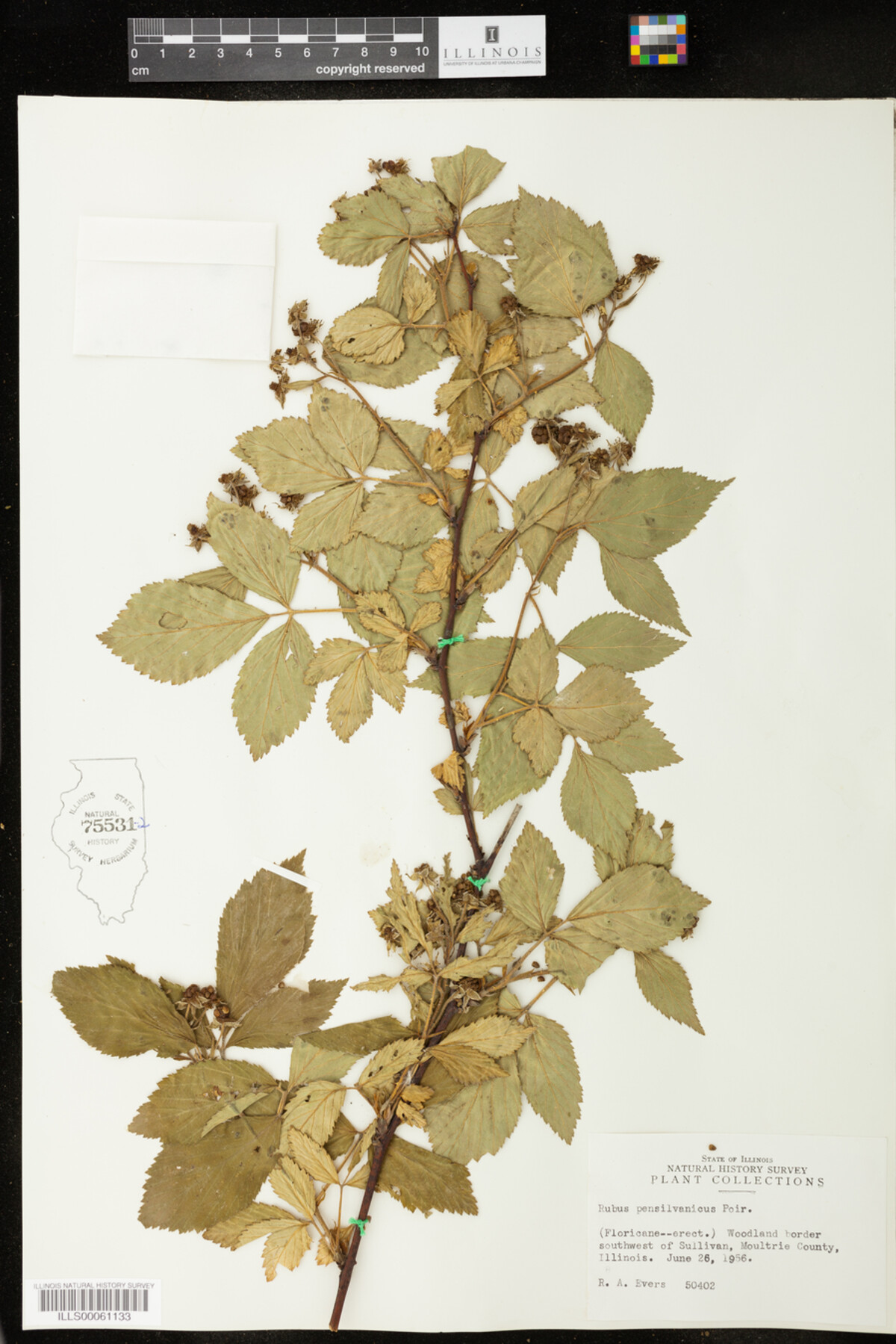 Rubus pensylvanicus image