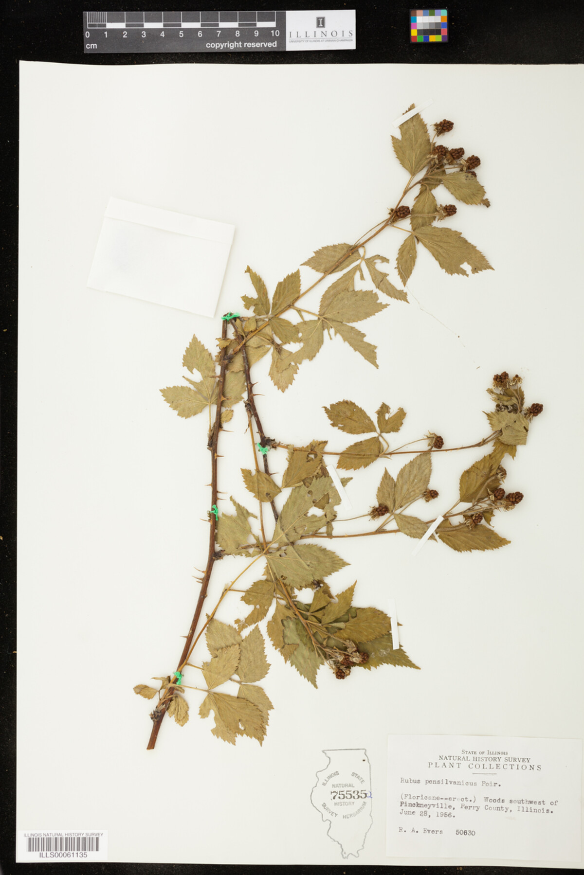 Rubus pensylvanicus image