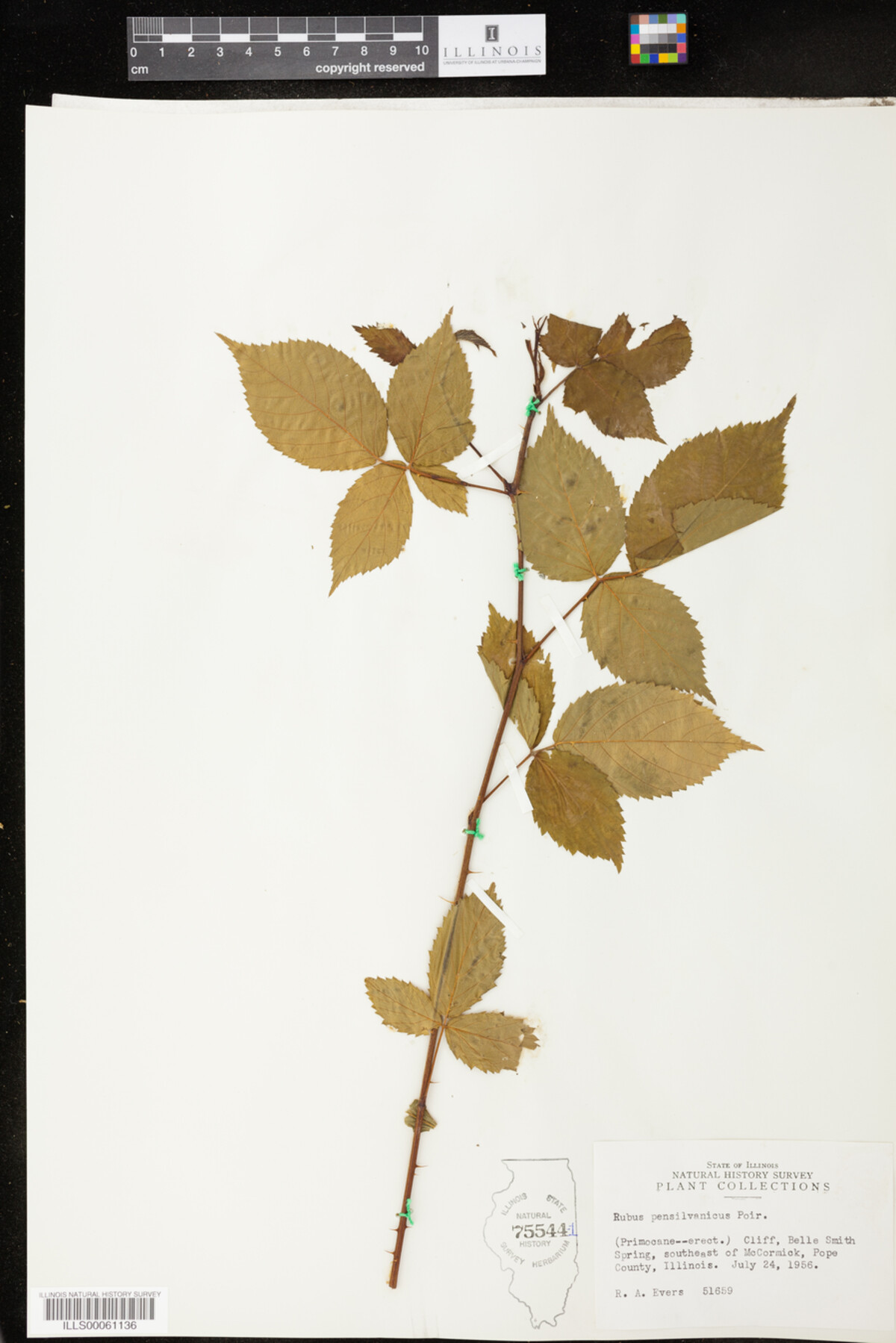 Rubus pensylvanicus image