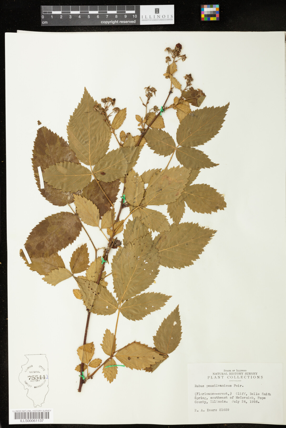 Rubus pensylvanicus image