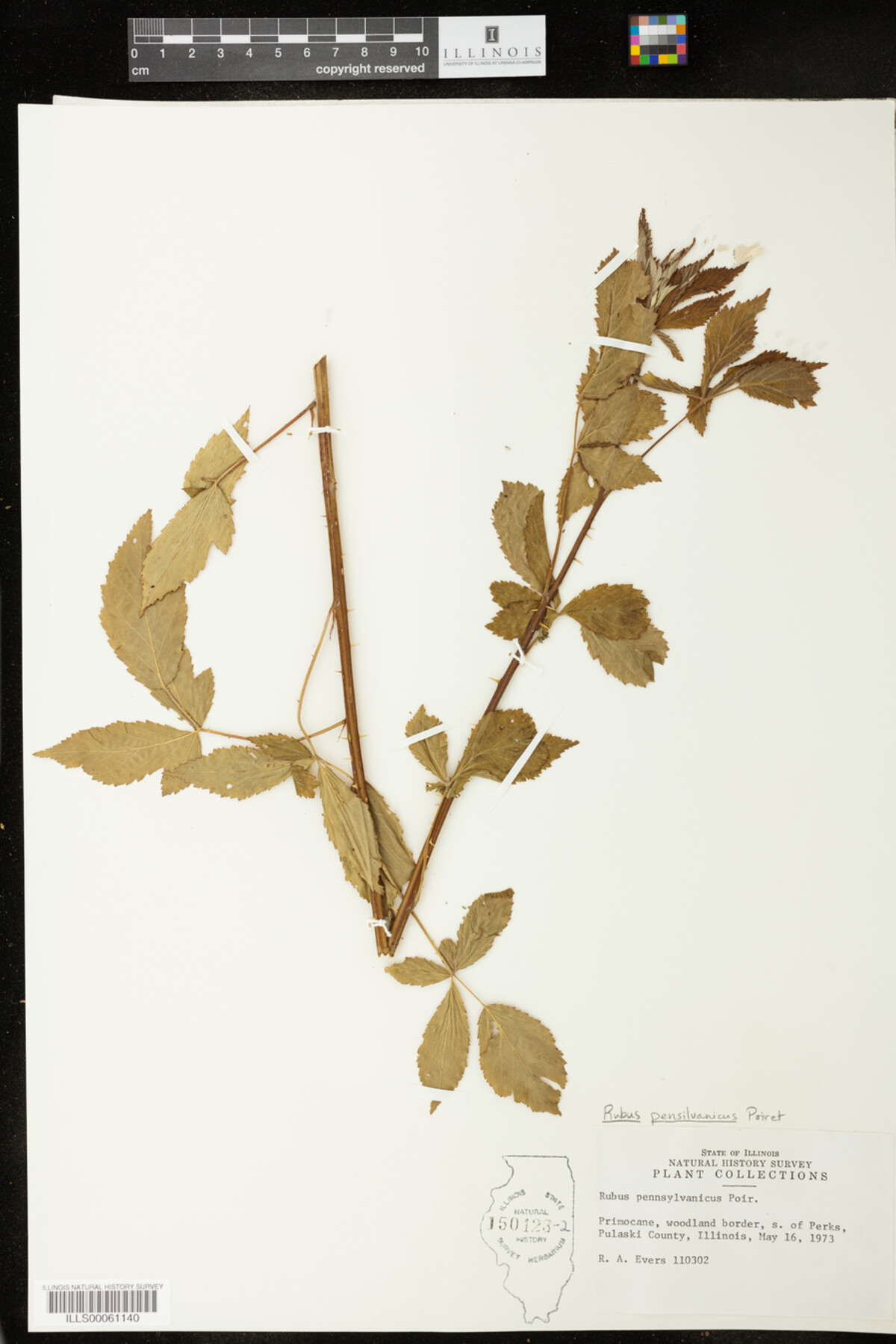 Rubus pensylvanicus image