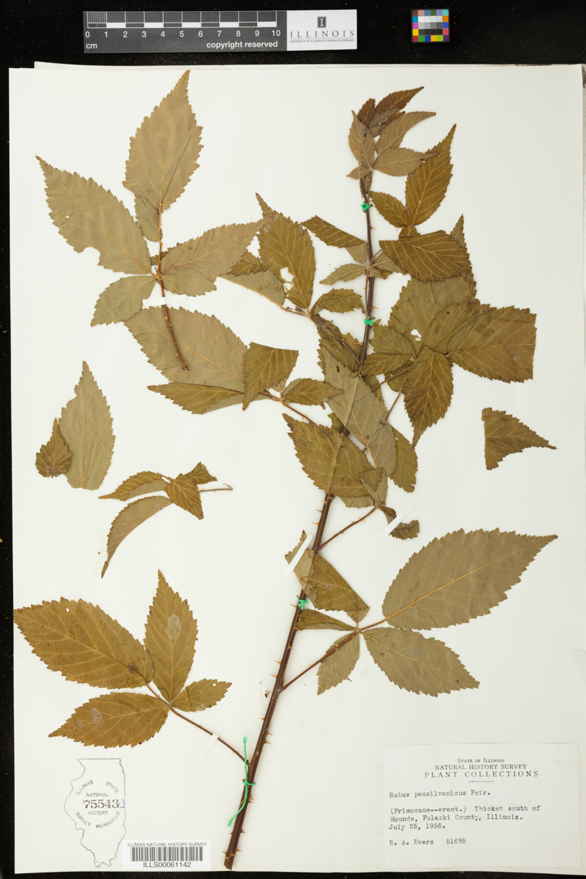 Rubus pensylvanicus image