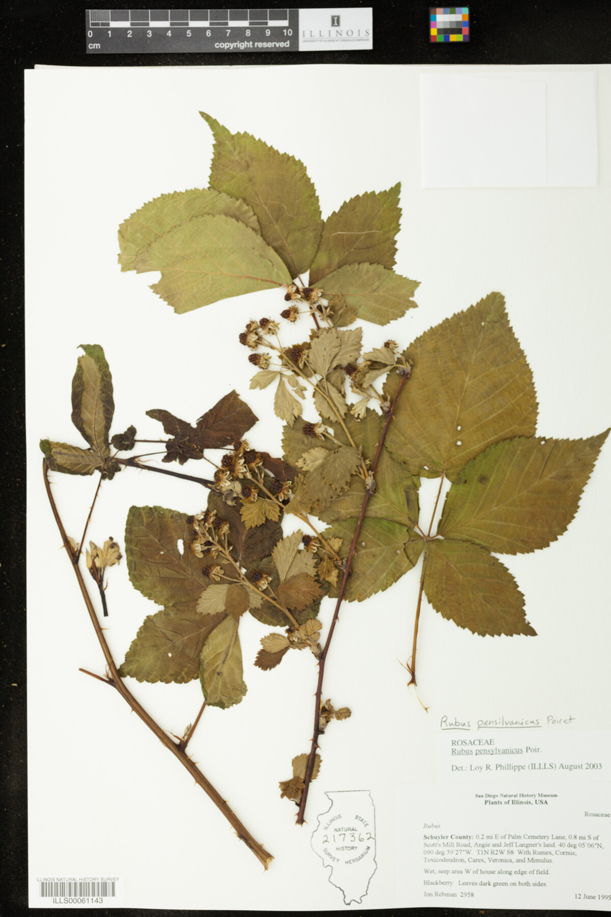 Rubus pensylvanicus image