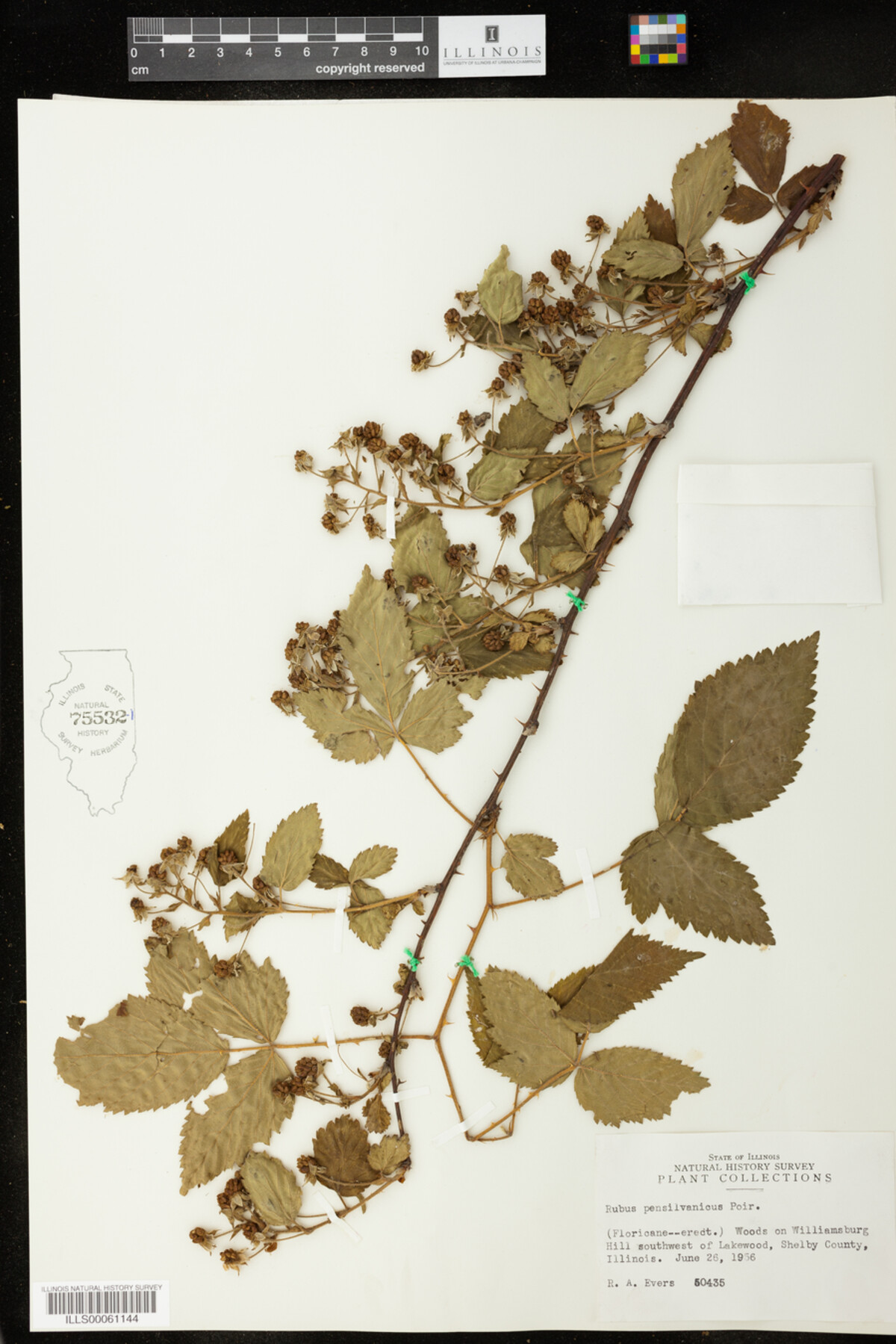 Rubus pensylvanicus image