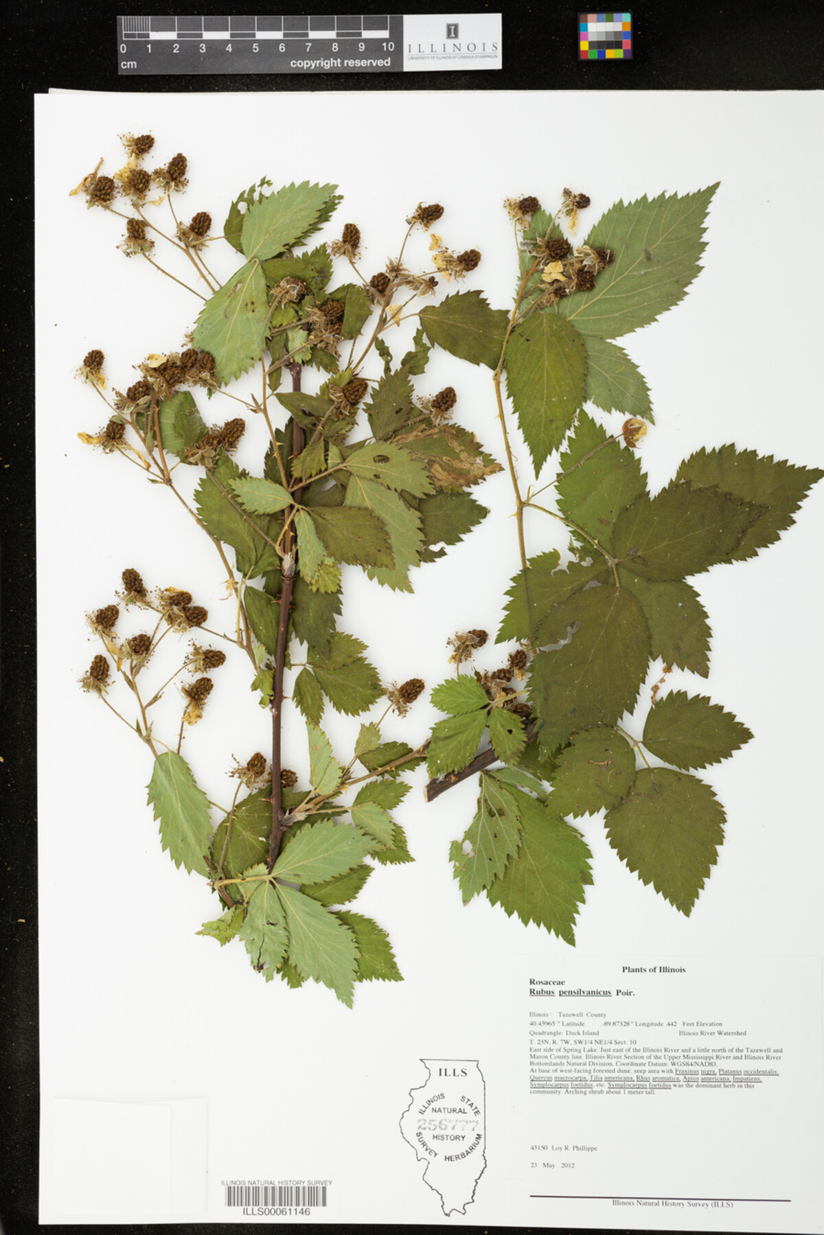 Rubus pensylvanicus image