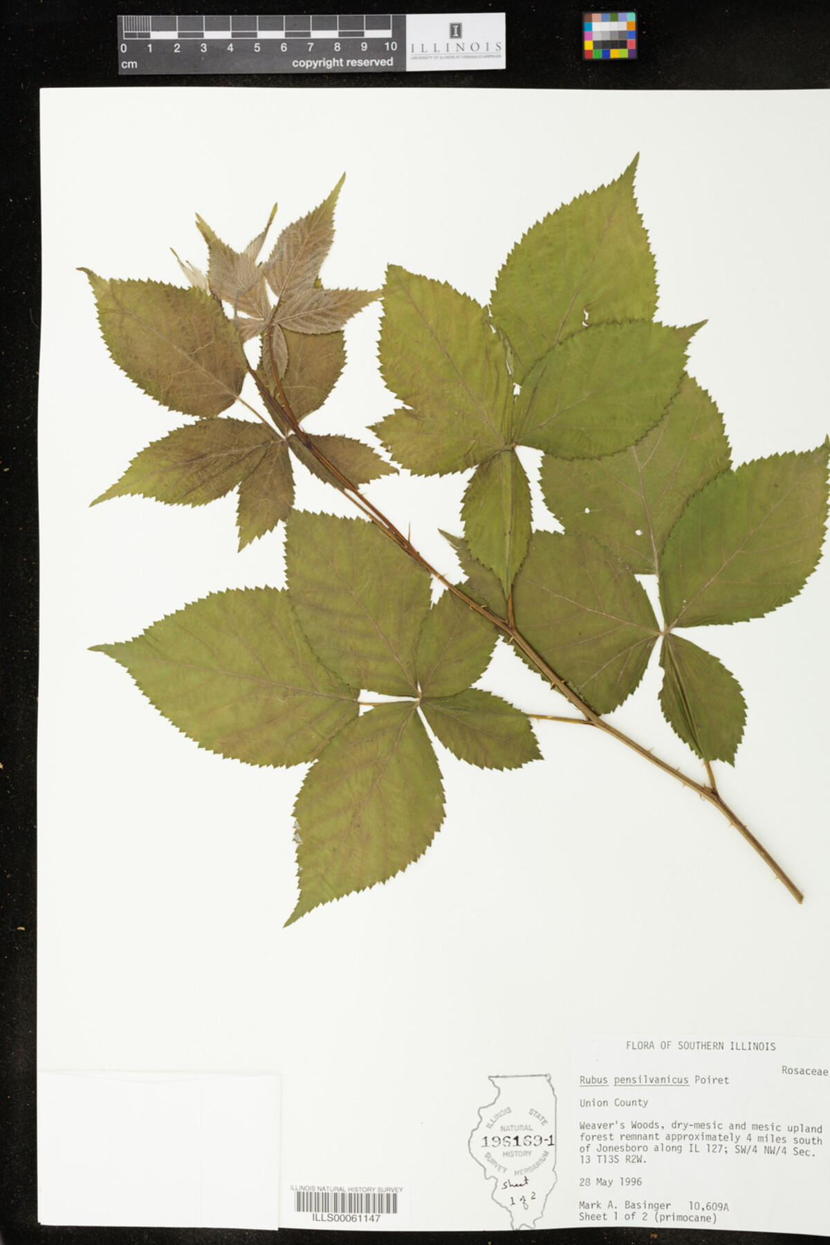 Rubus pensylvanicus image