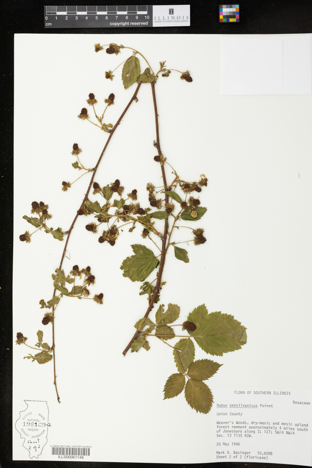 Rubus pensylvanicus image