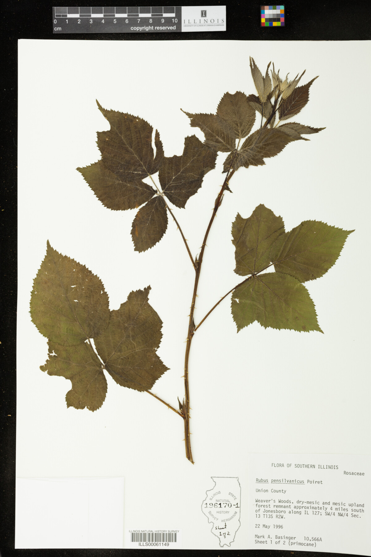 Rubus pensylvanicus image