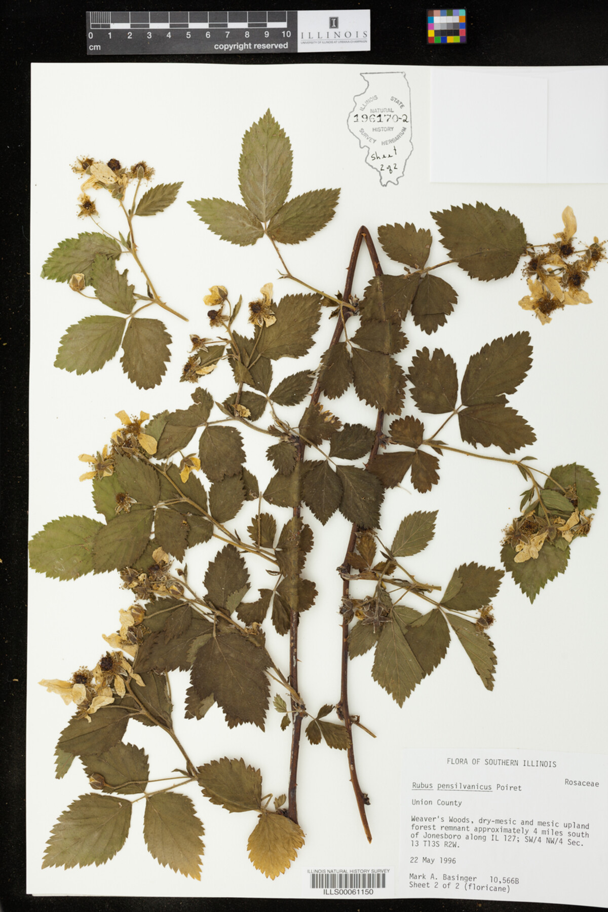 Rubus pensylvanicus image