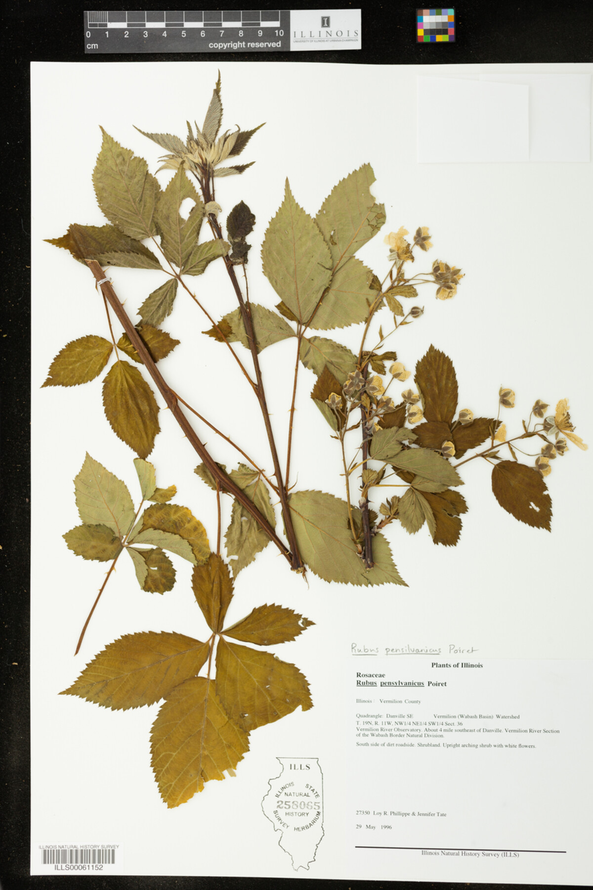Rubus pensylvanicus image