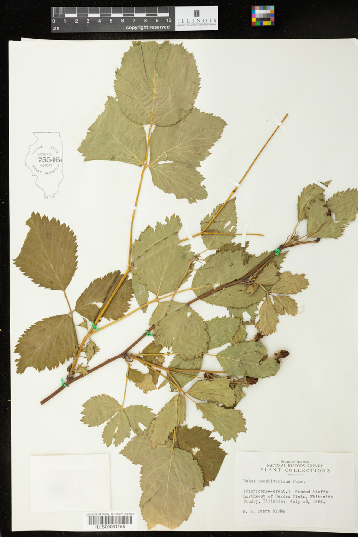 Rubus pensylvanicus image