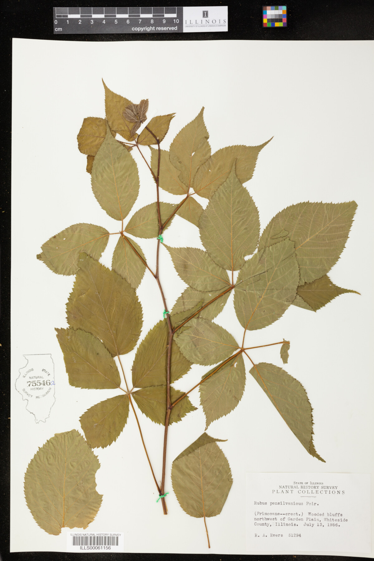 Rubus pensilvanicus image