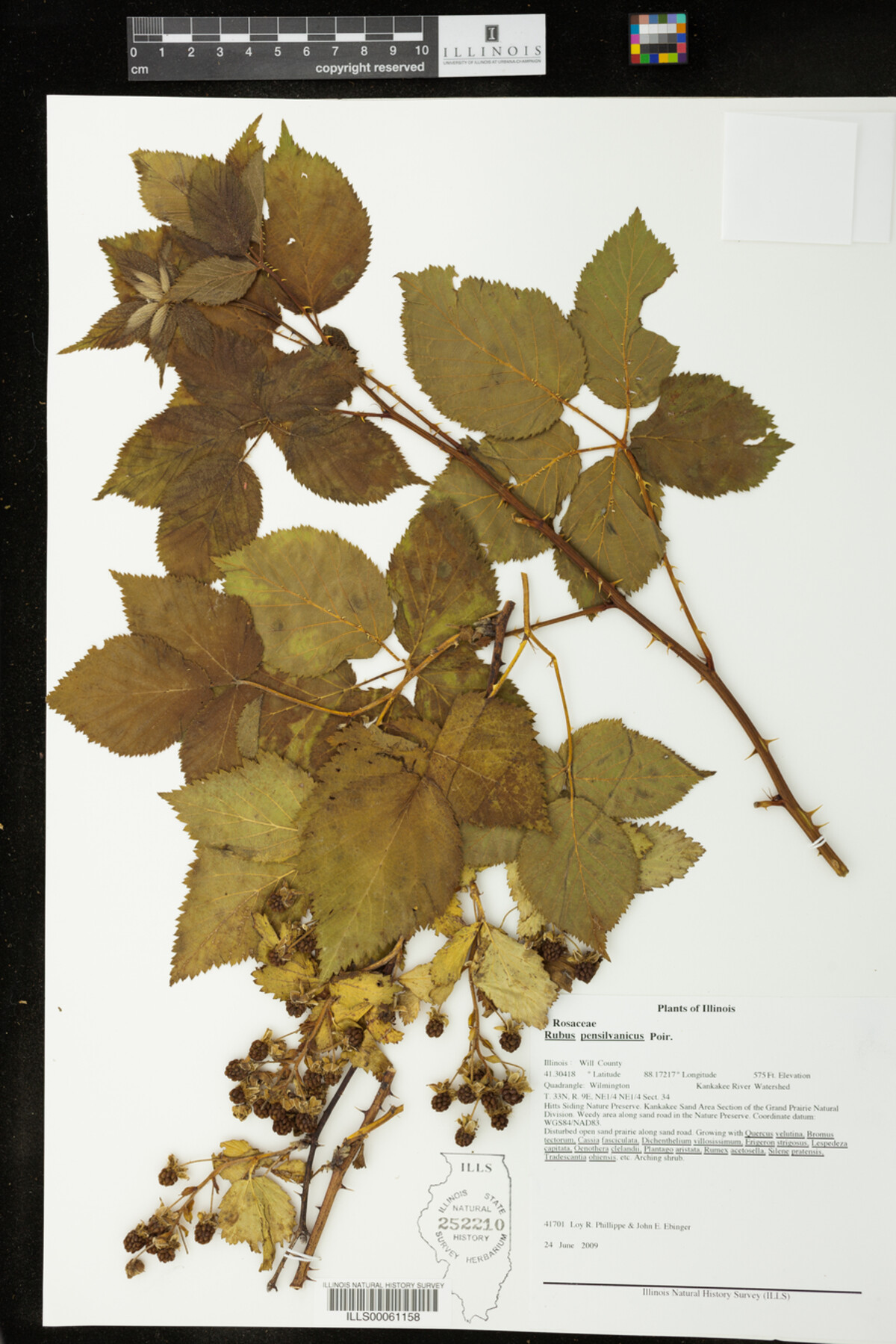 Rubus pensilvanicus image