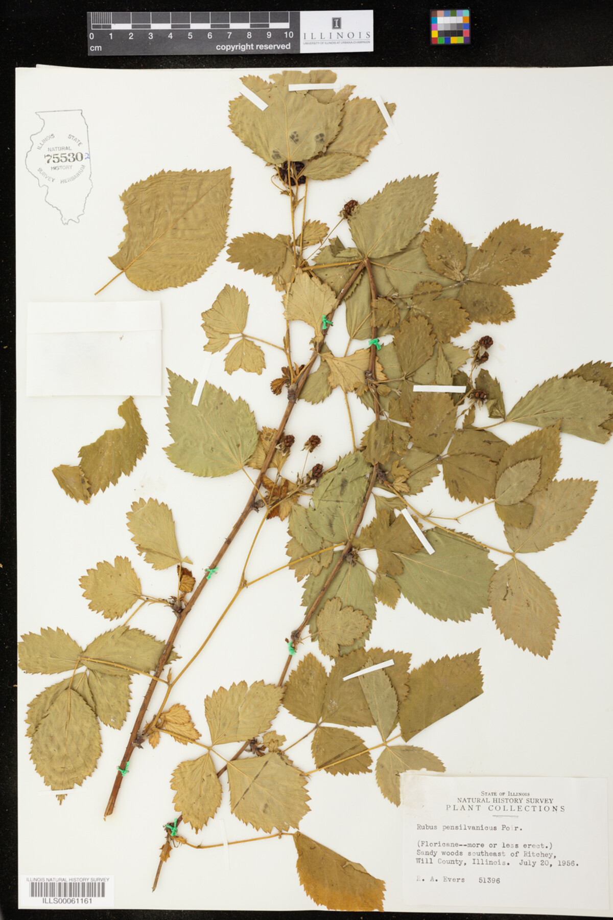 Rubus pensilvanicus image