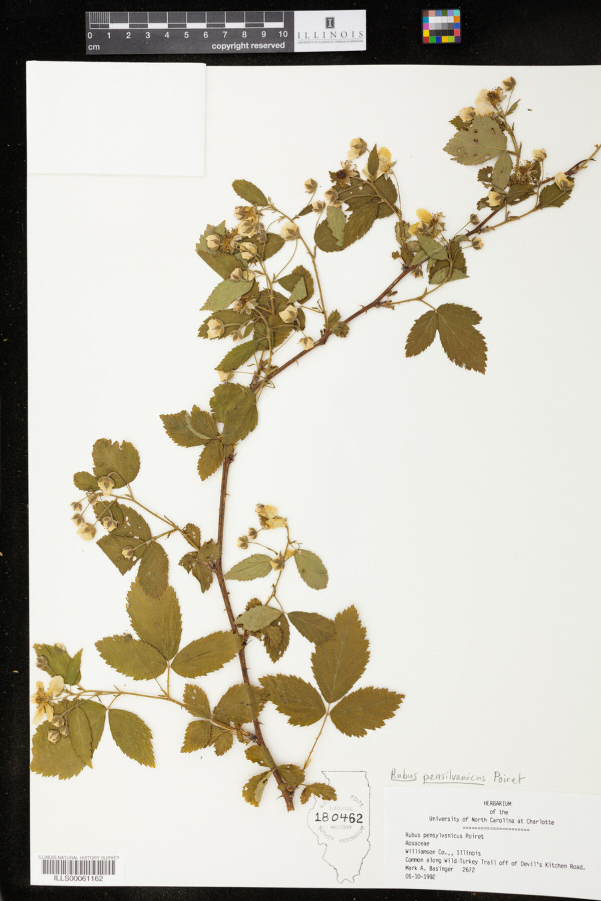 Rubus pensylvanicus image