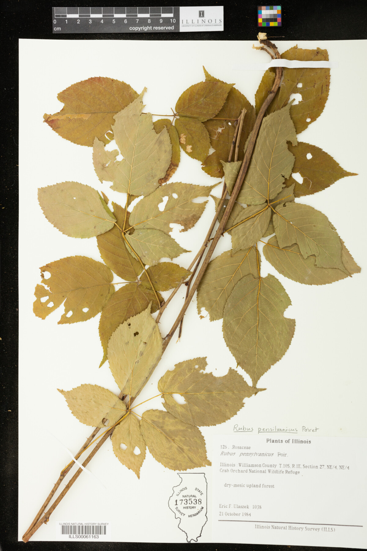 Rubus pensylvanicus image
