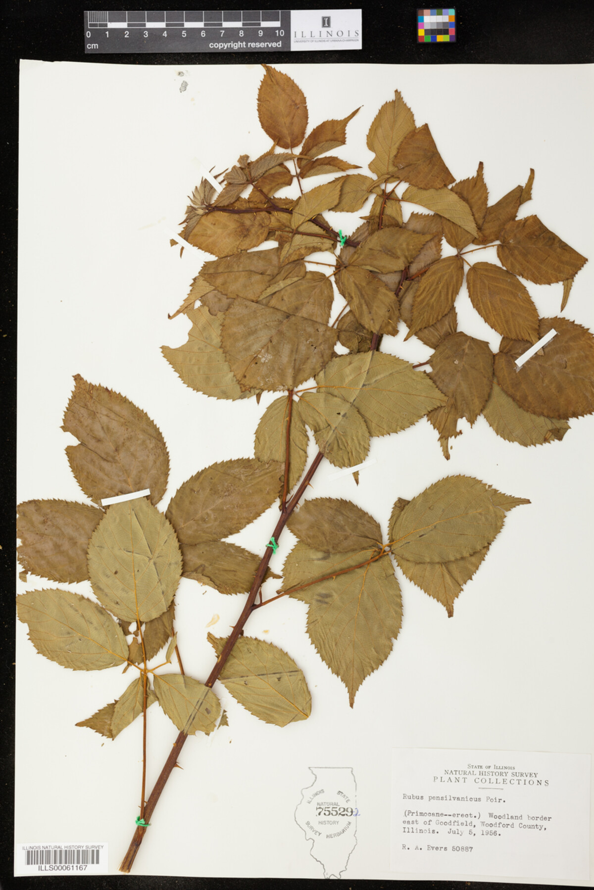 Rubus pensilvanicus image