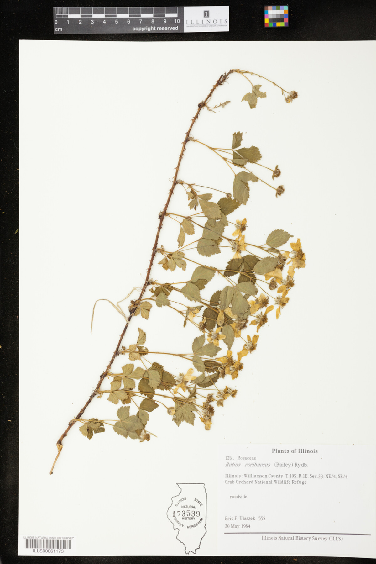 Rubus roribaccus image