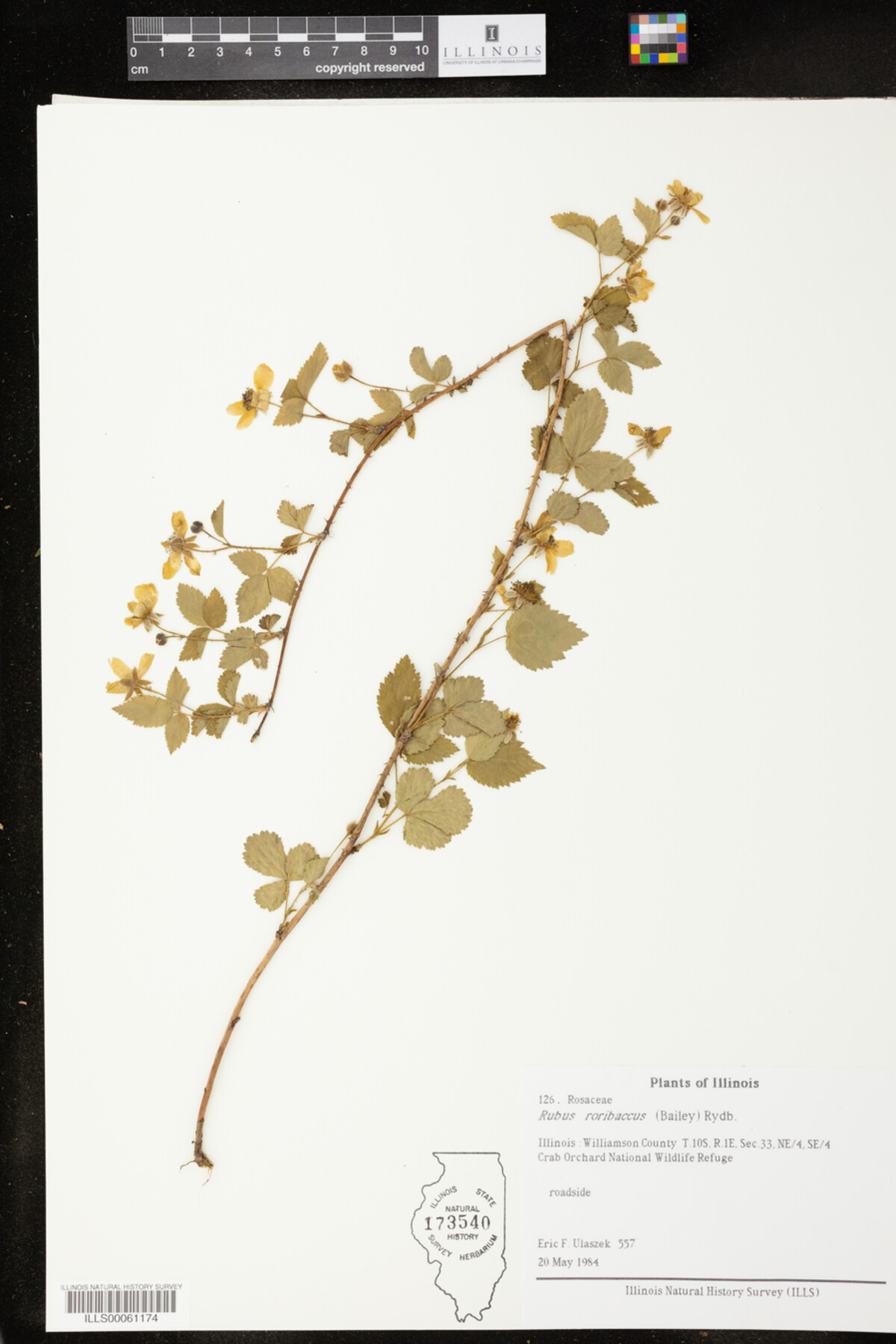 Rubus roribaccus image