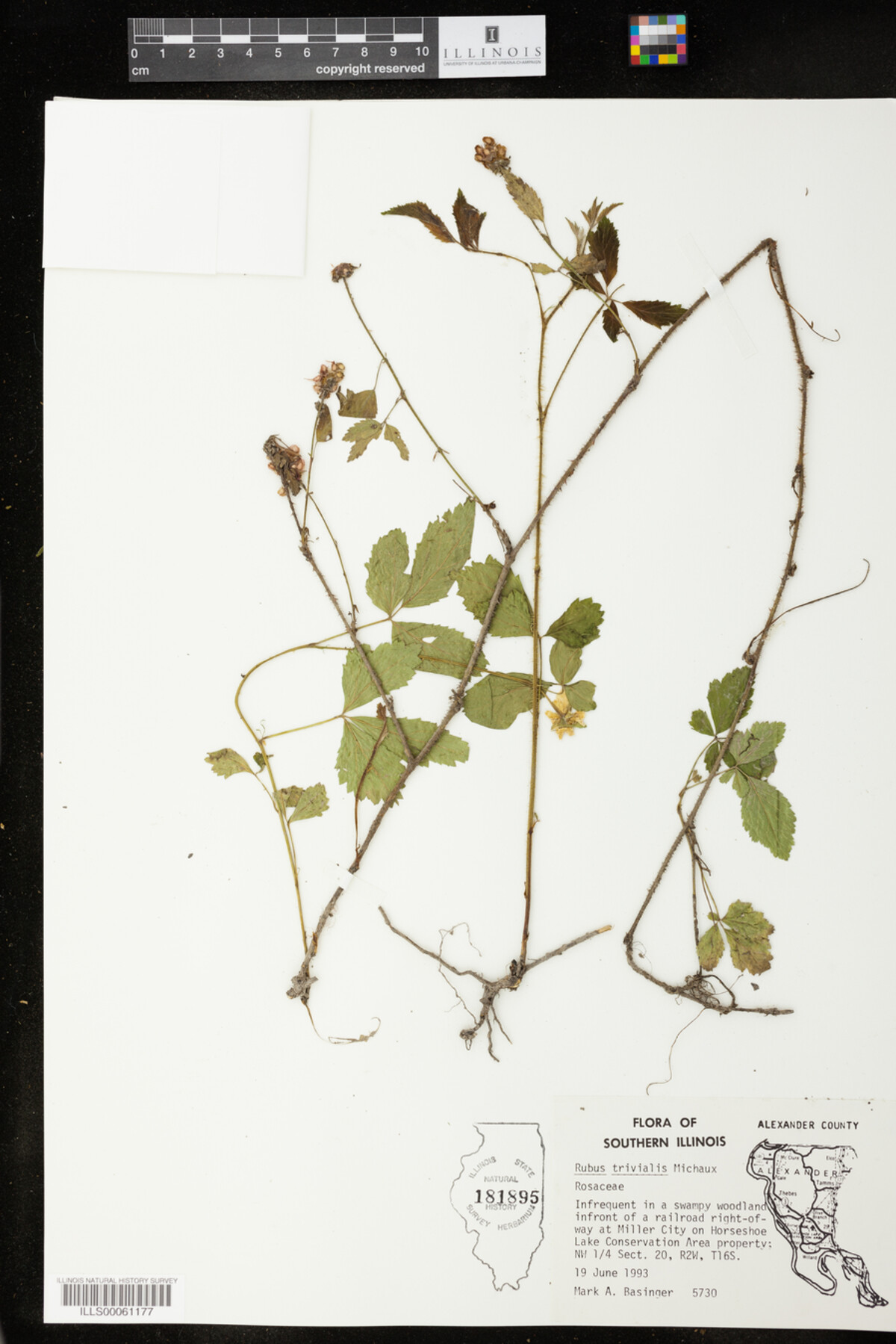 Rubus trivialis image