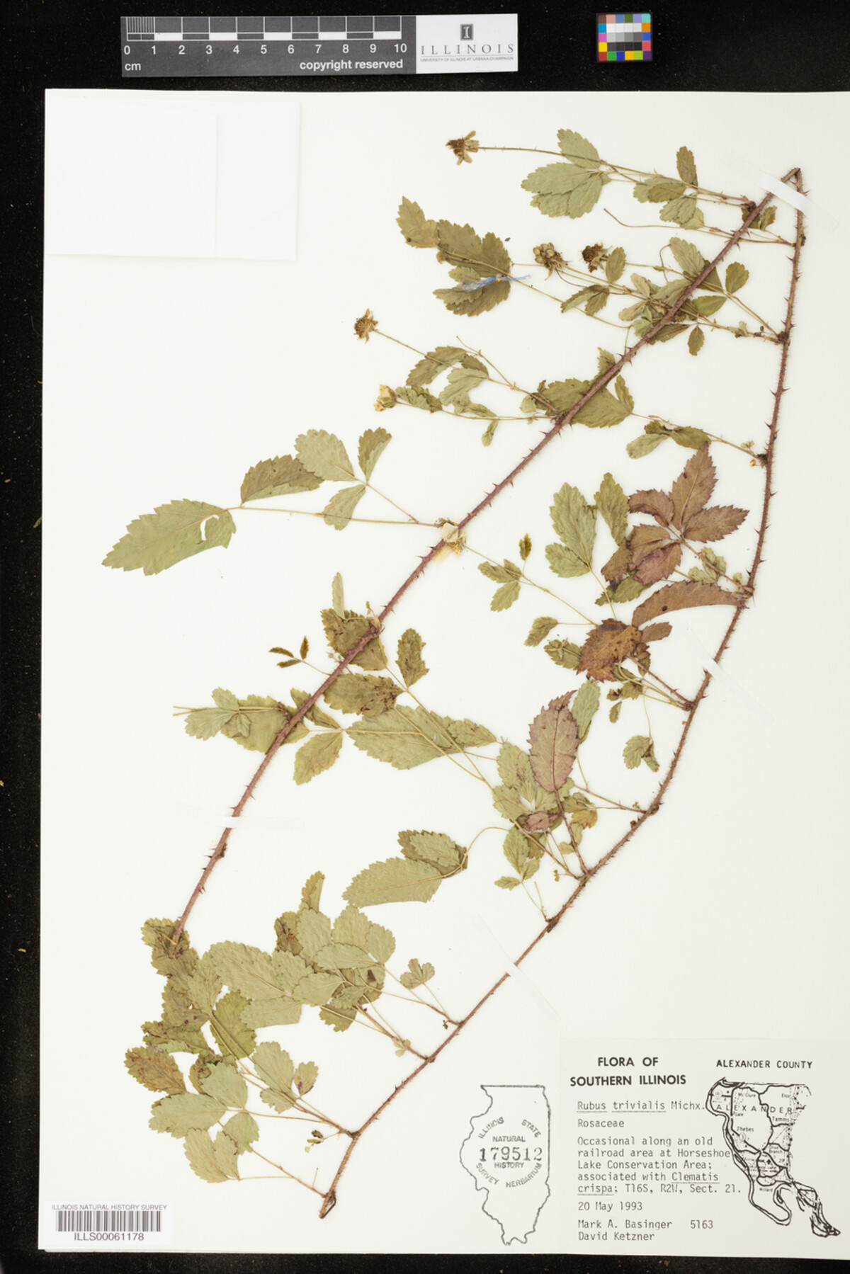 Rubus trivialis image