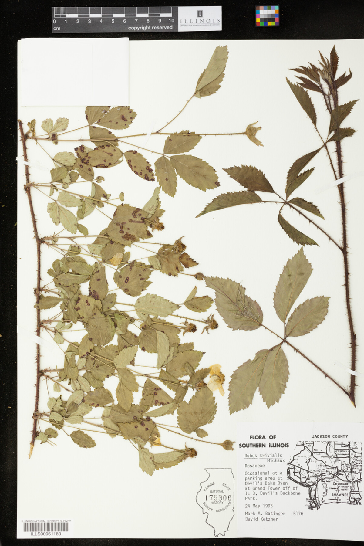 Rubus trivialis image