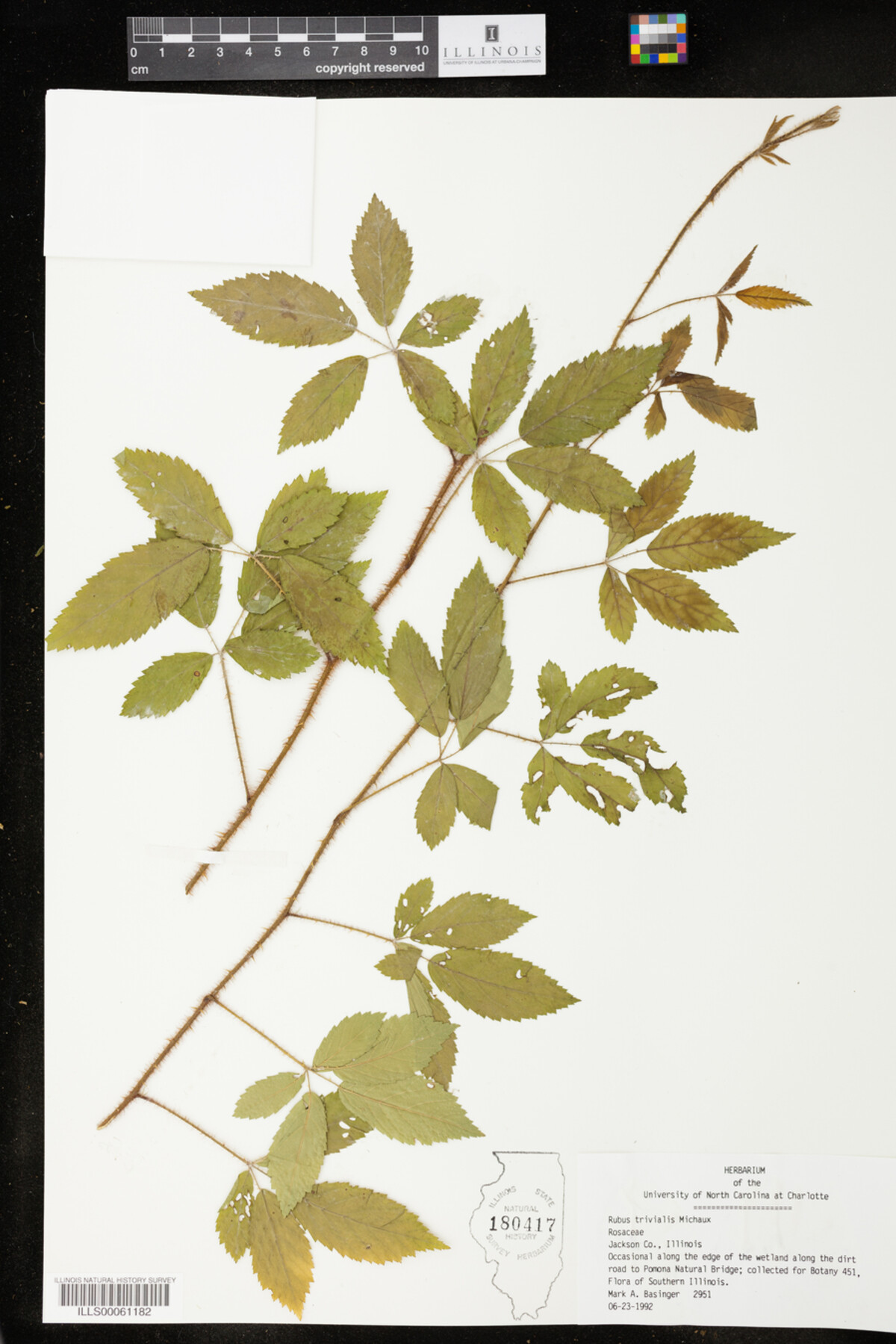 Rubus trivialis image