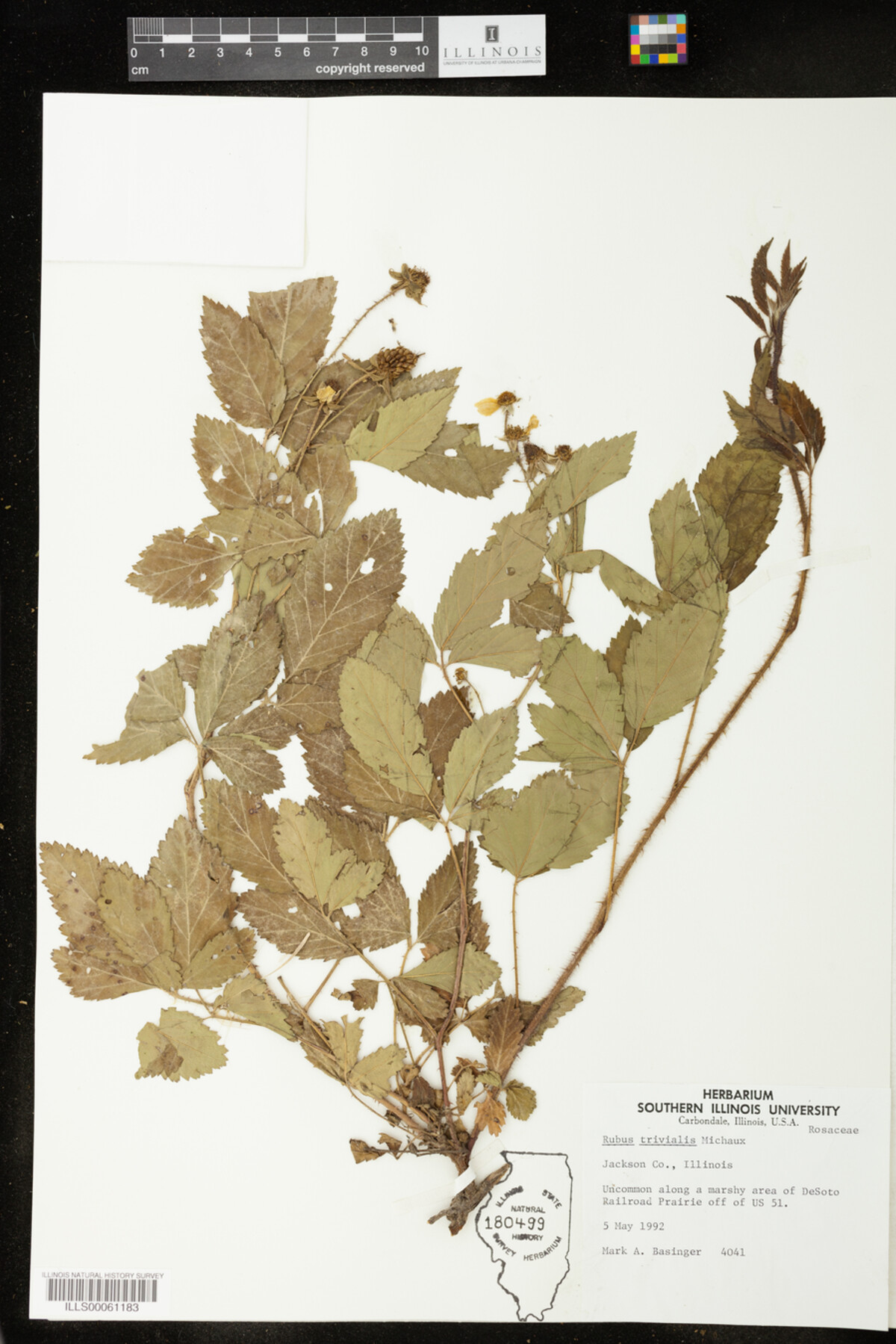 Rubus trivialis image