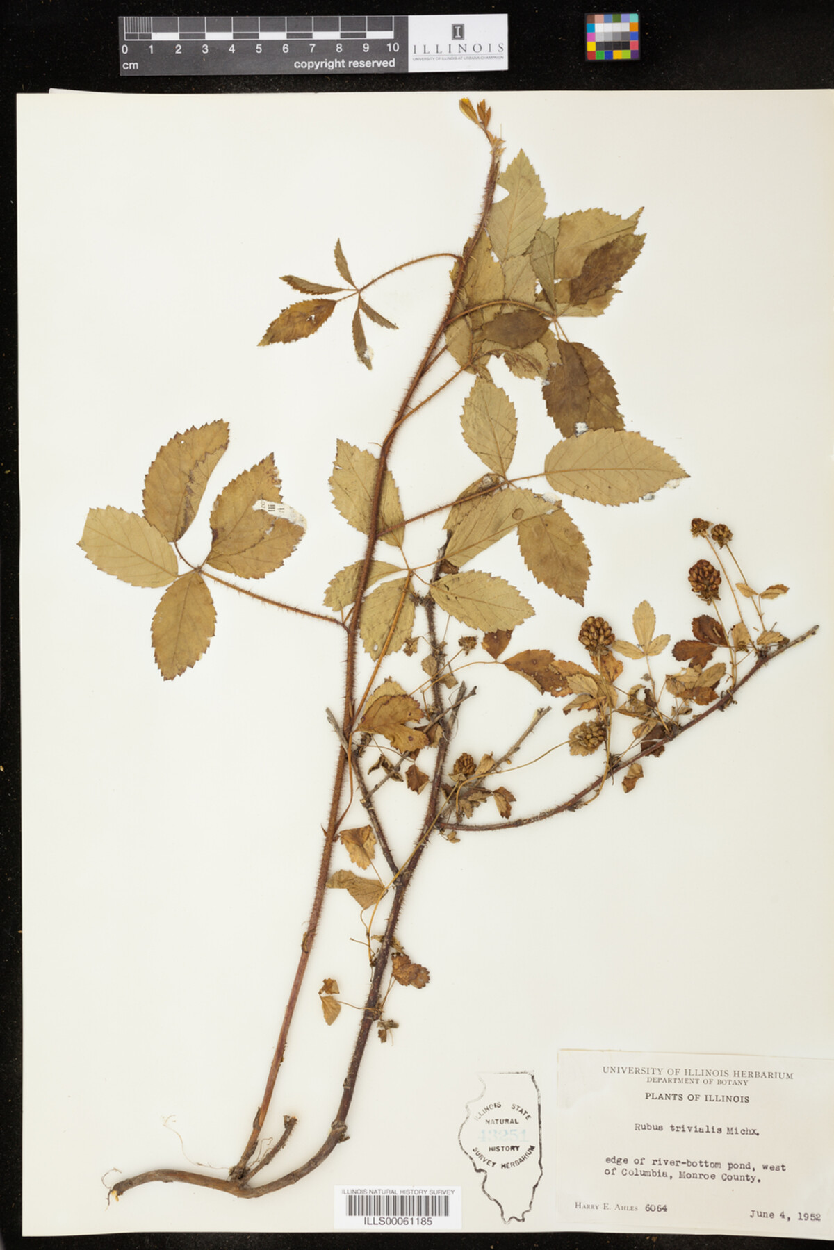 Rubus trivialis image