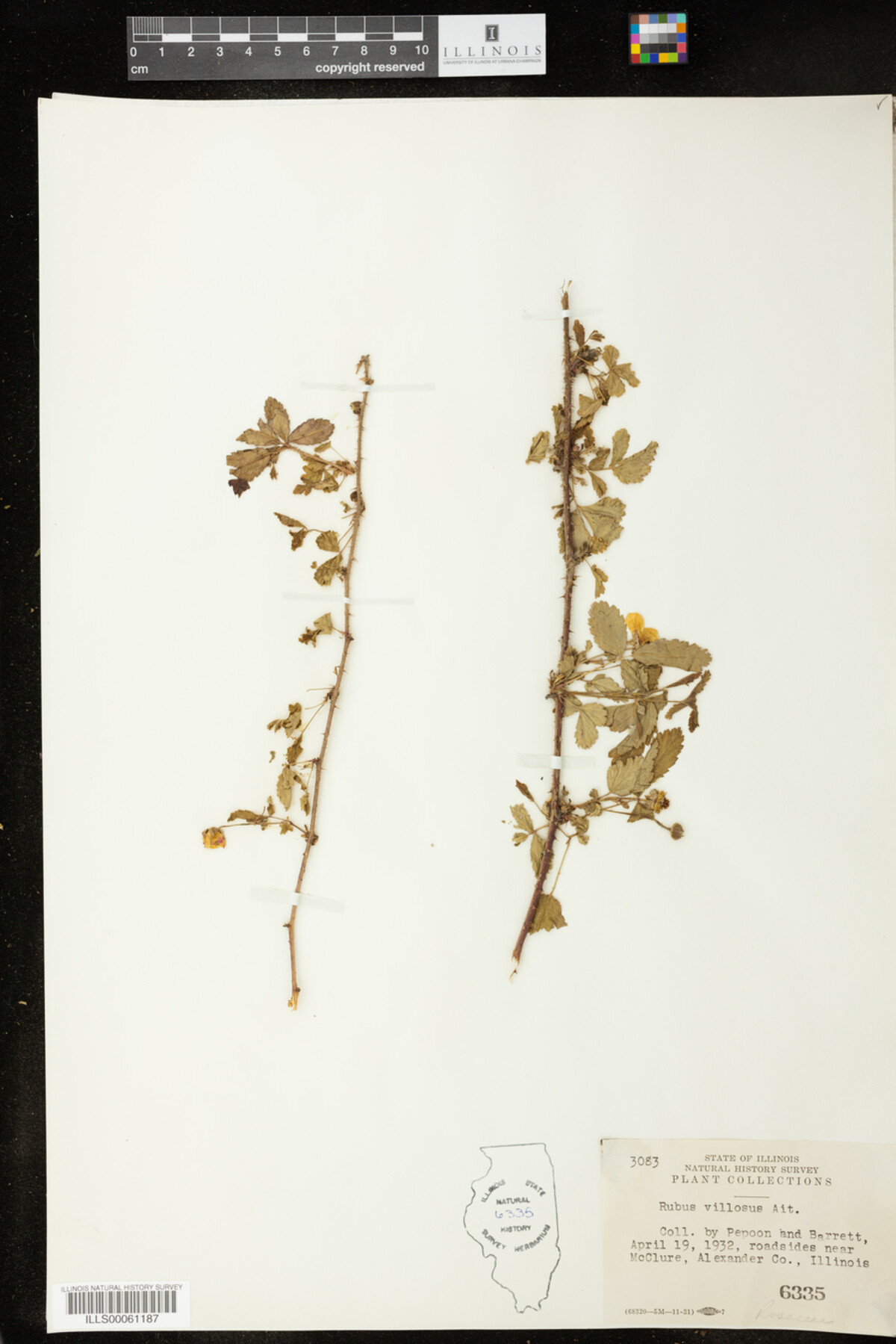 Rubus flagellaris image