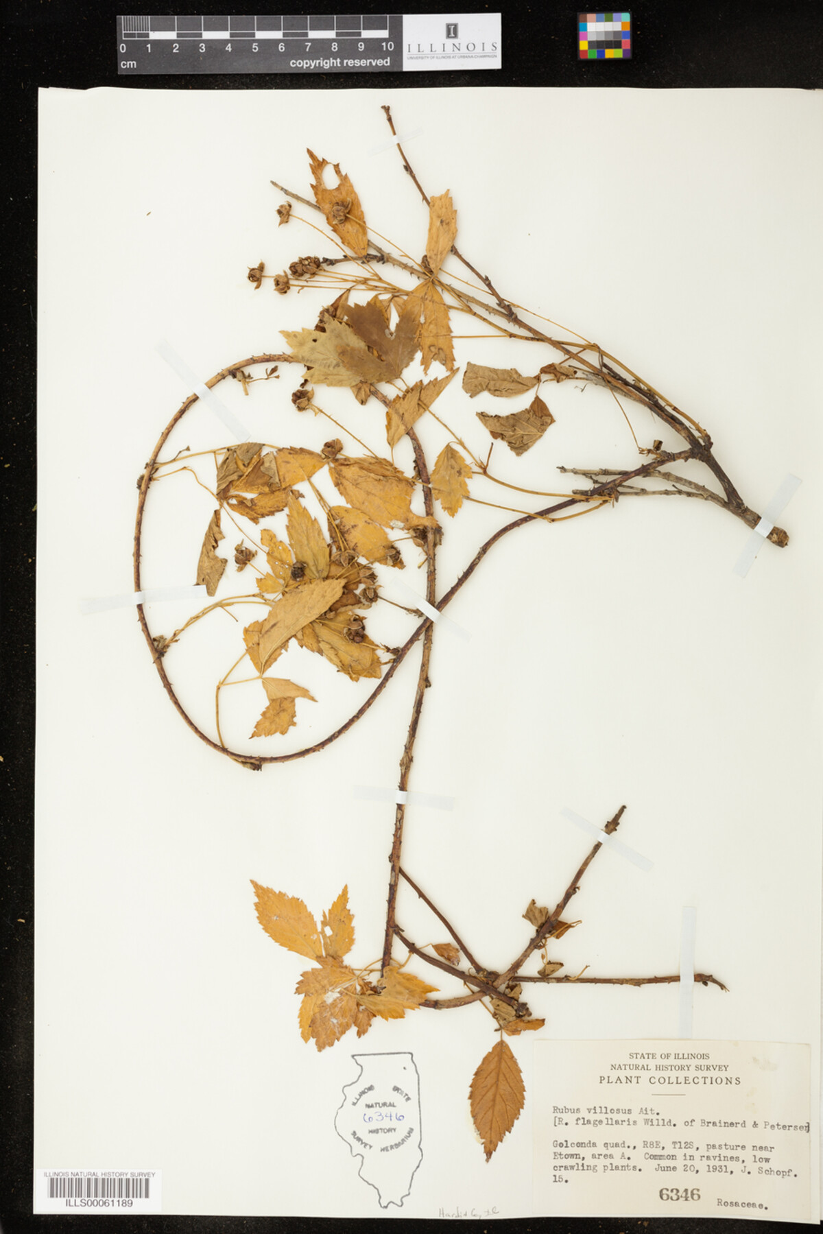 Rubus flagellaris image