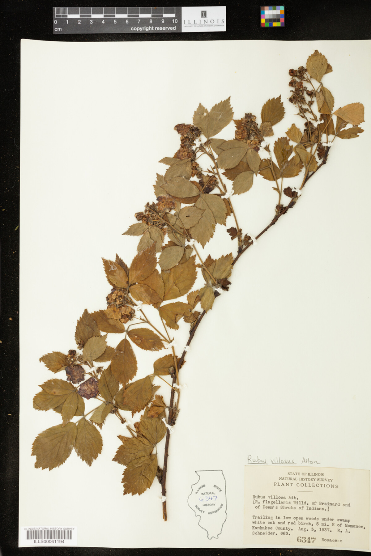Rubus flagellaris image