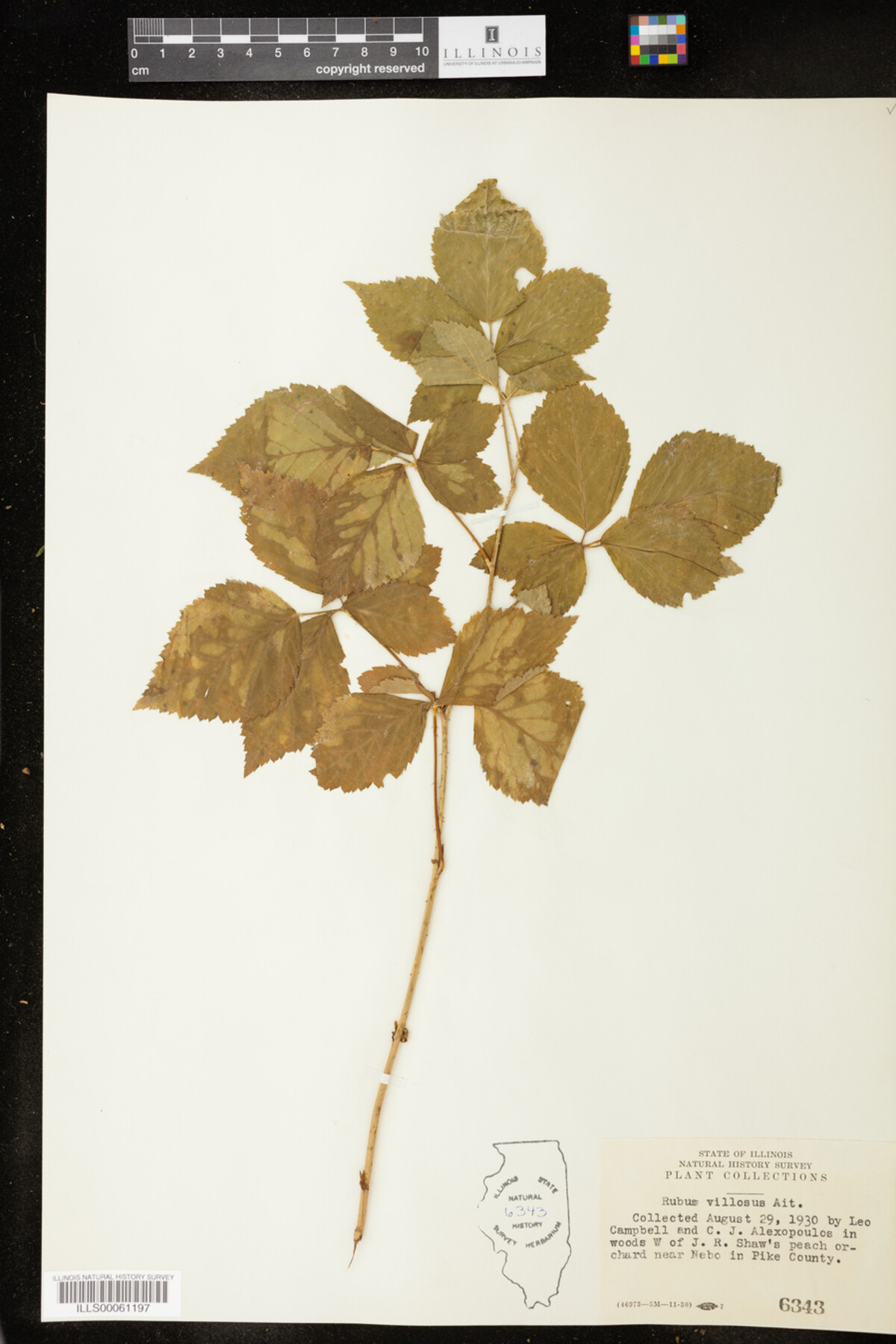 Rubus flagellaris image