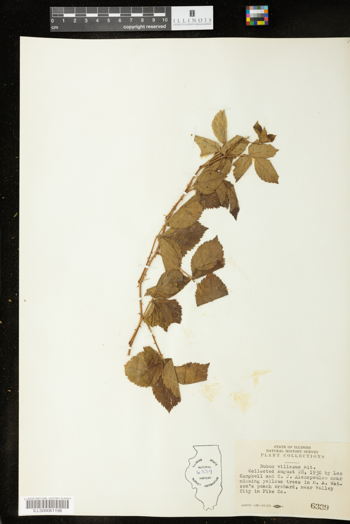 Rubus flagellaris image