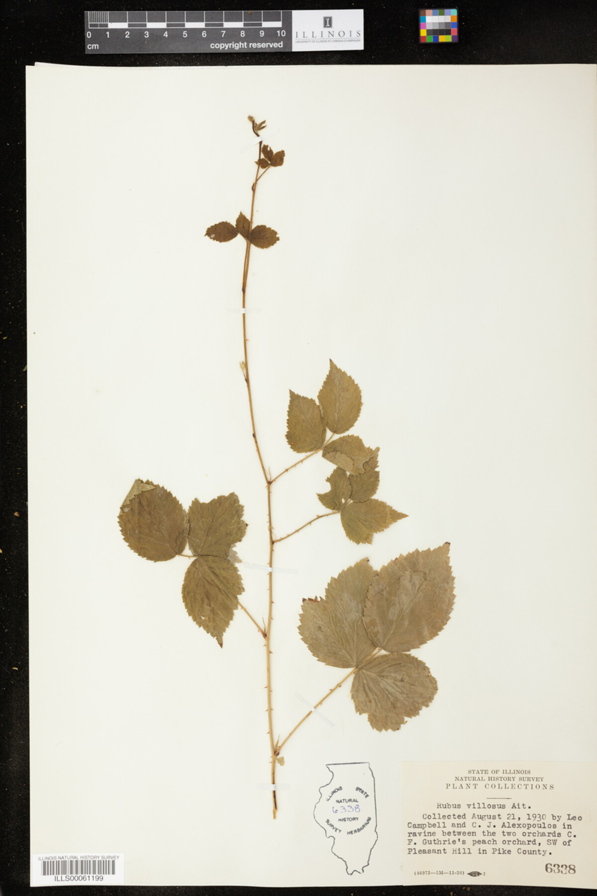 Rubus flagellaris image