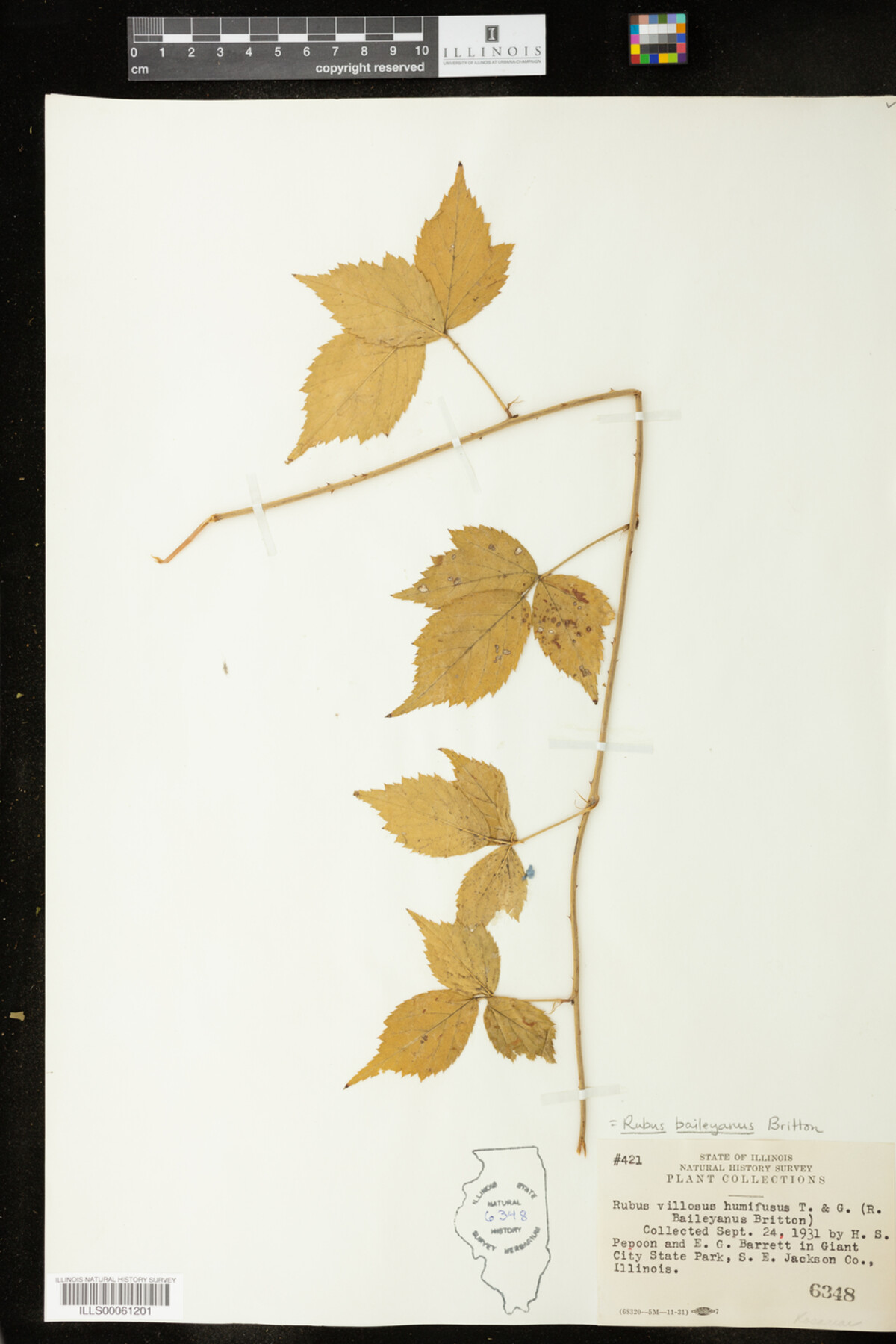 Rubus flagellaris image