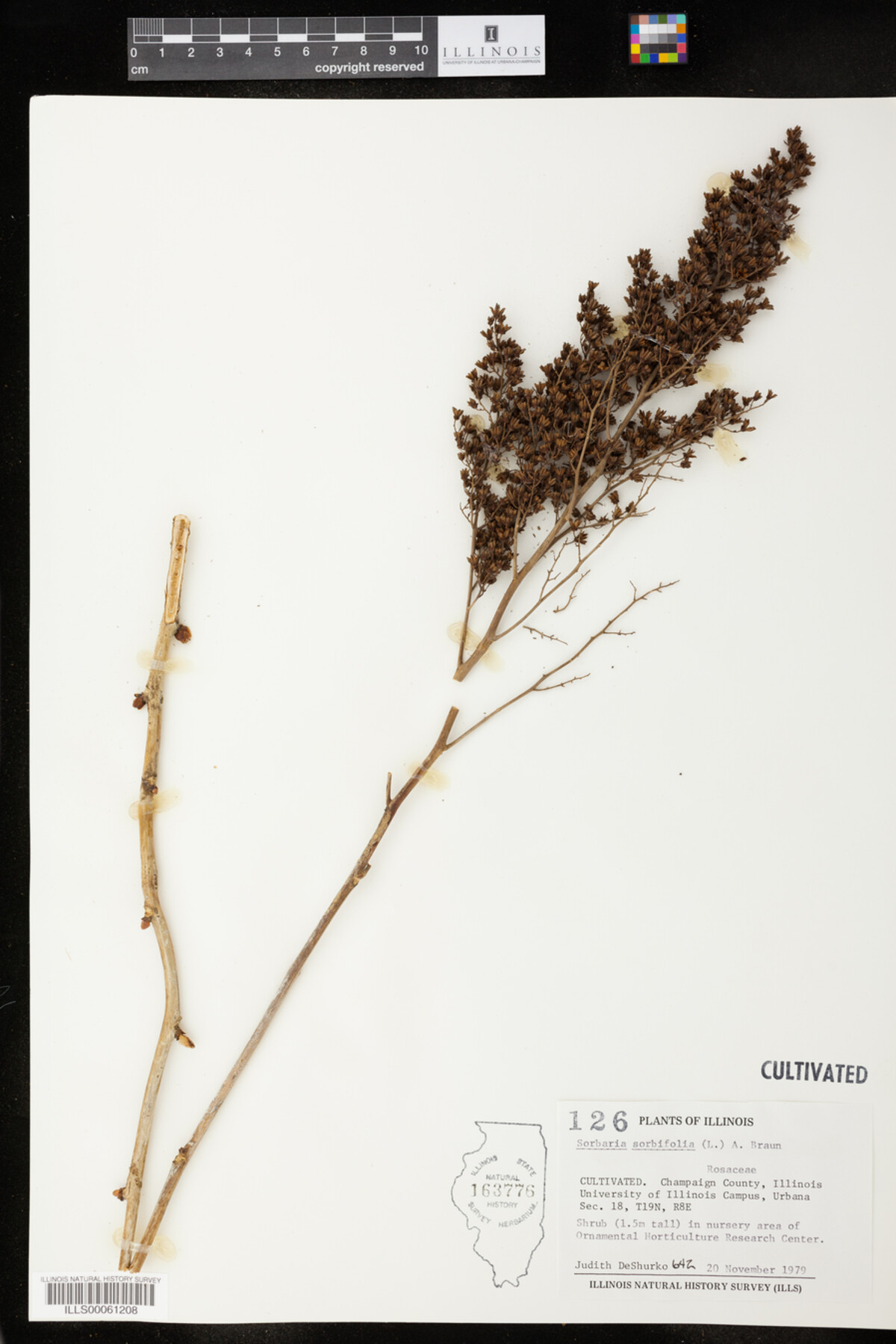 Sorbaria sorbifolia image