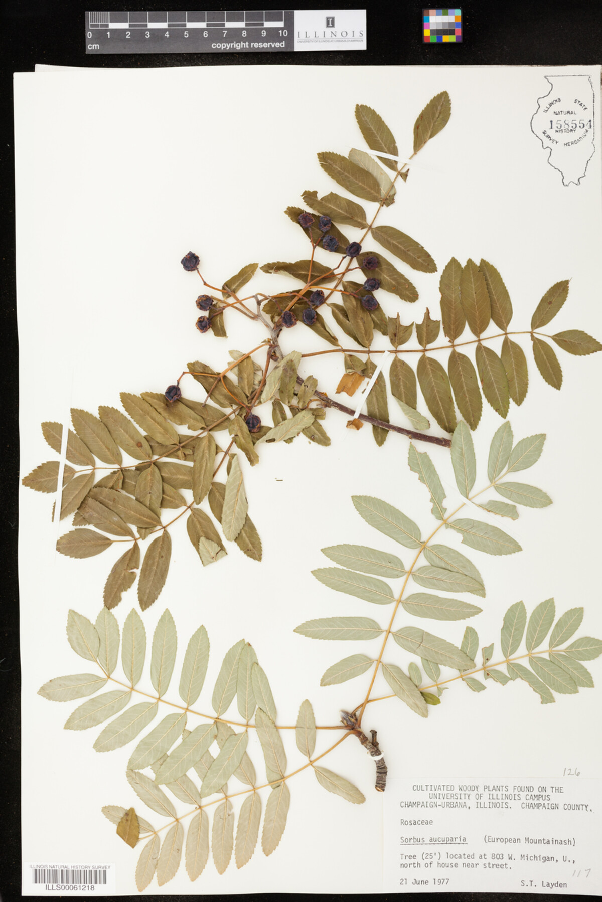 Sorbus aucuparia image