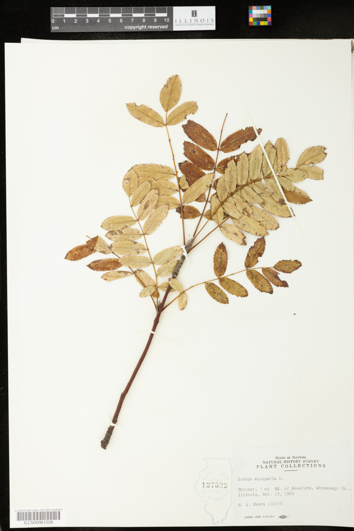 Sorbus aucuparia image