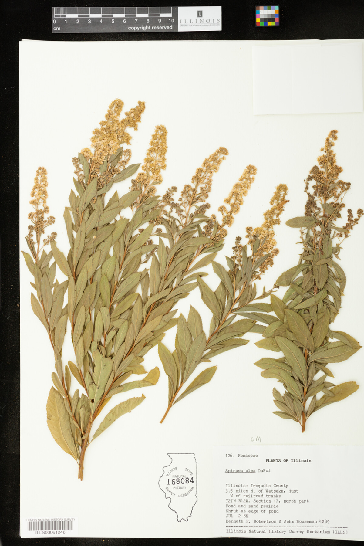 Spiraea image