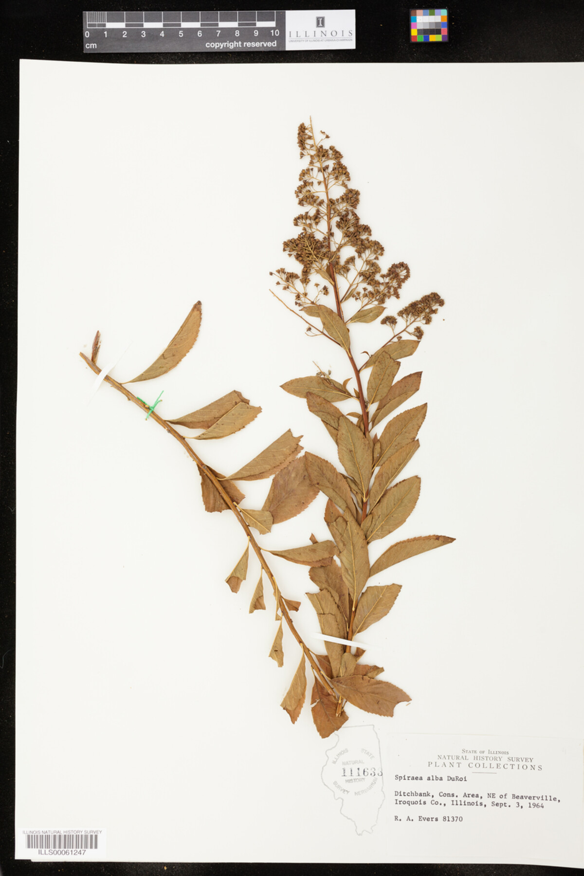 Spiraea alba image