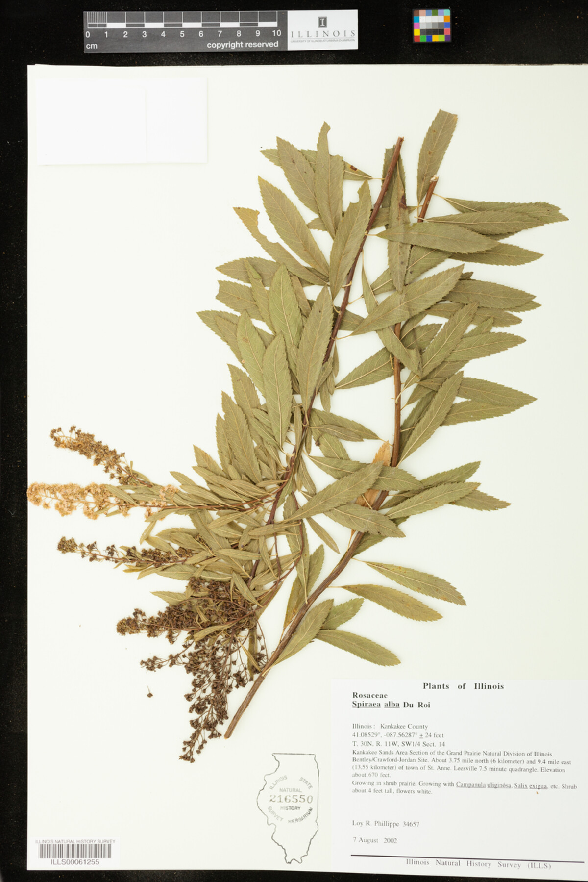 Spiraea alba image