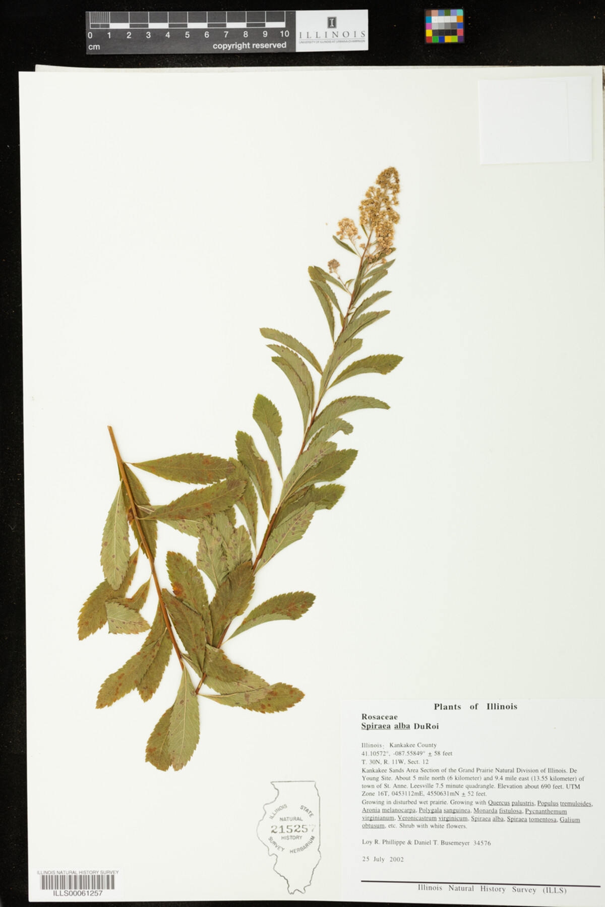 Spiraea alba image